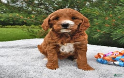 Mini Goldendoodle dogs for sale: Dixie - Image 2