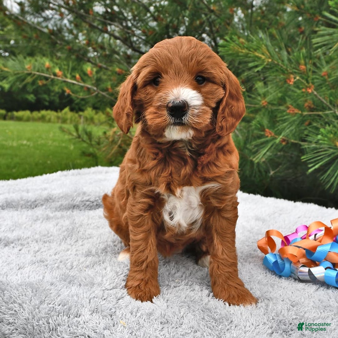 Mini Goldendoodle dogs for sale: Dixie - Image 2