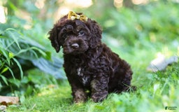 Cockapoo dogs for sale: Akira - Image 4