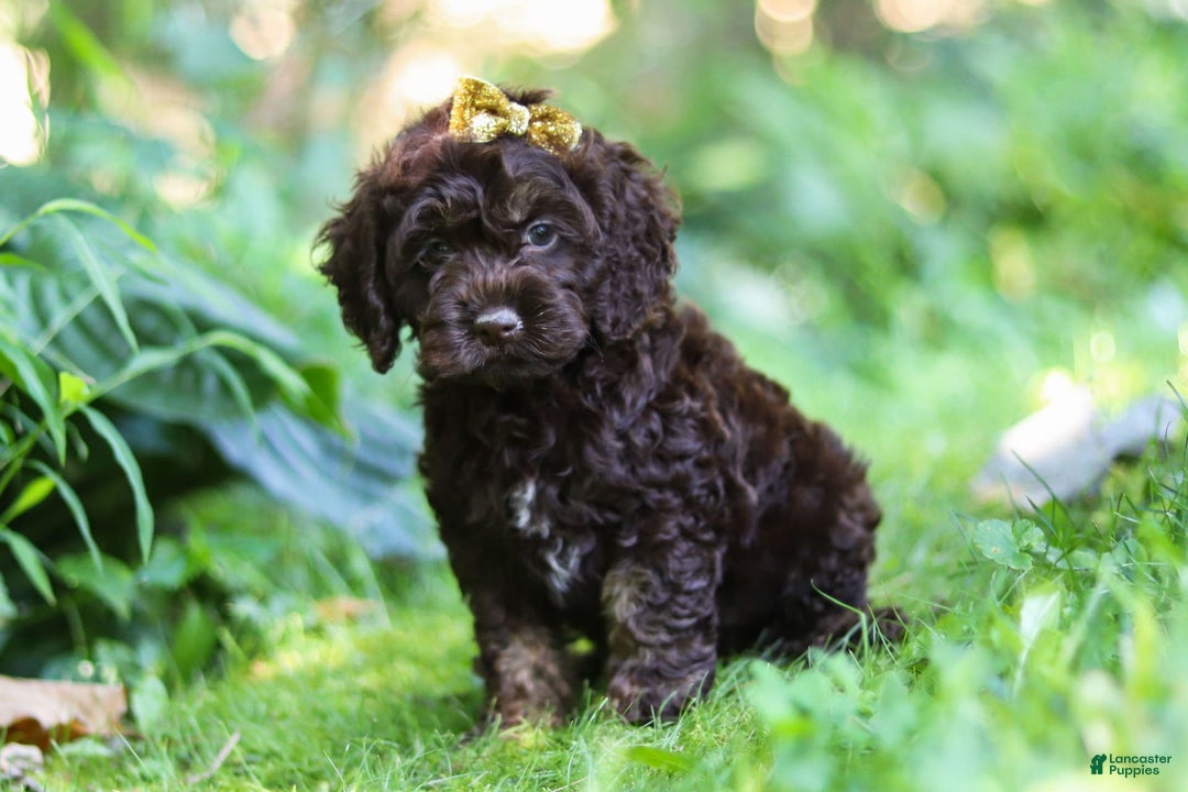 Cockapoo dogs for sale: Akira - Image 4
