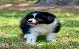 Border Collie dogs for sale: Slick Rick - Image 3