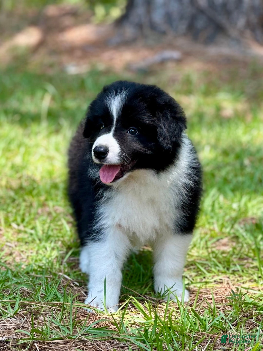 Border Collie dogs for sale: Slick Rick - Image 3