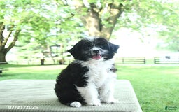 Mini Aussiedoodle dogs for sale: Walker - Image 6