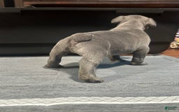 French Bulldog dogs for sale: Hulk - Image 7