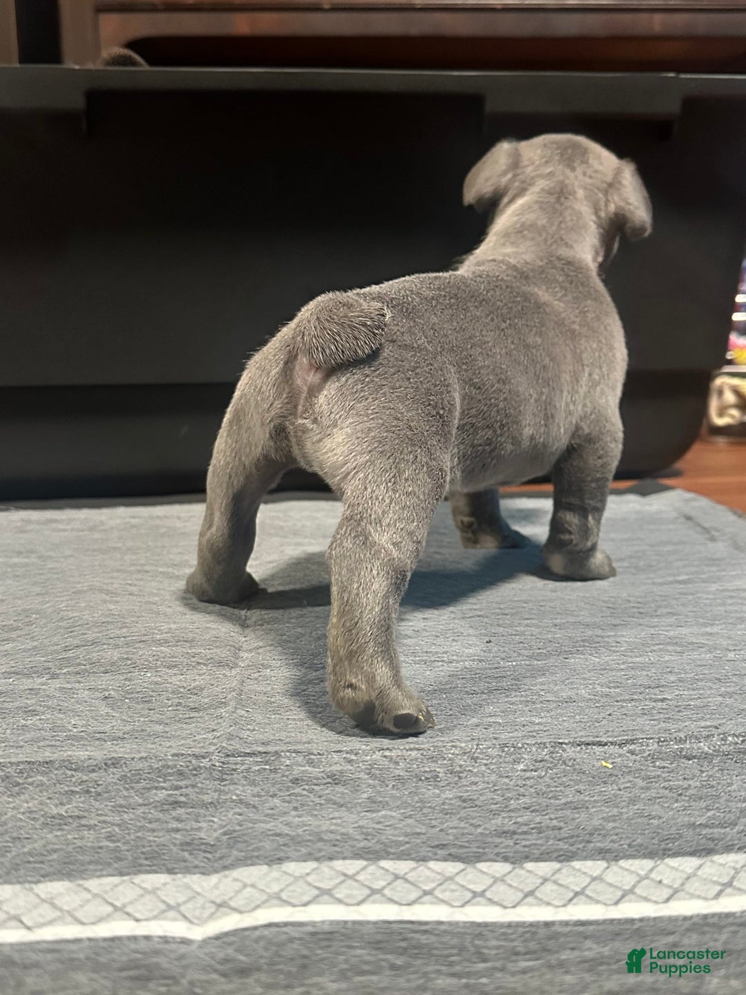 French Bulldog dogs for sale: Hulk - Image 7