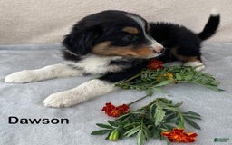 Australian Shepherd dogs for sale: Dawson - Image 4