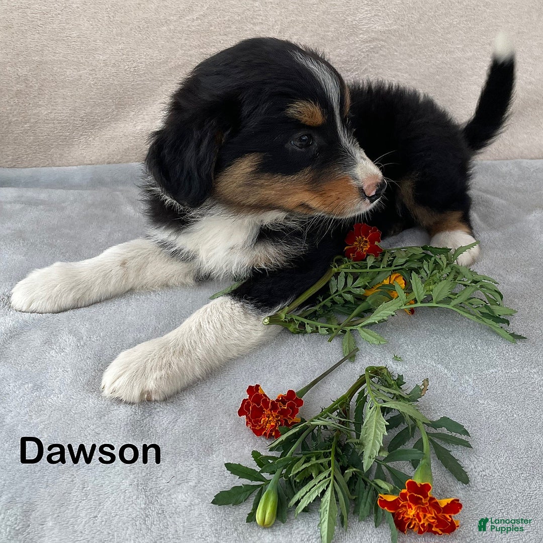 Australian Shepherd dogs for sale: Dawson - Image 4