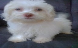 Maltese dogs for sale: Daisy - Image 9
