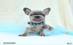 French Bulldog dogs for sale: Emilio Akc - Image 1