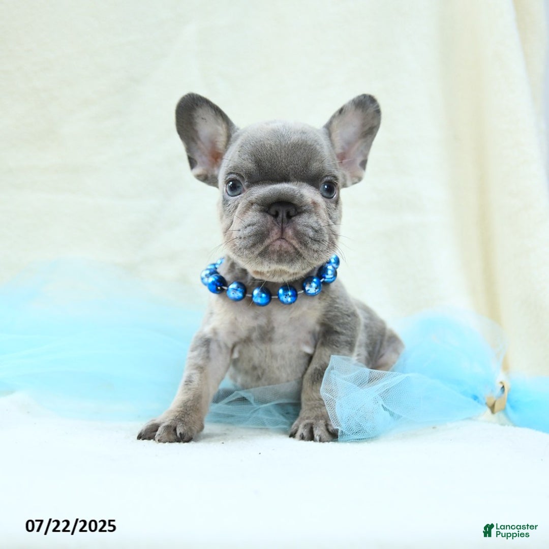 French Bulldog dogs for sale: Emilio Akc - Image 1