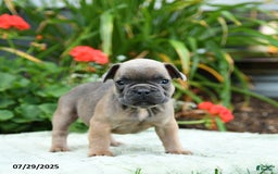French Bulldog dogs for sale: Bluebell - Image 1