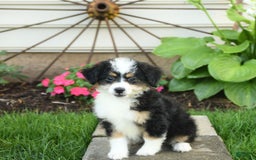 Mini Bernedoodle dogs for sale: Paris - Image 9