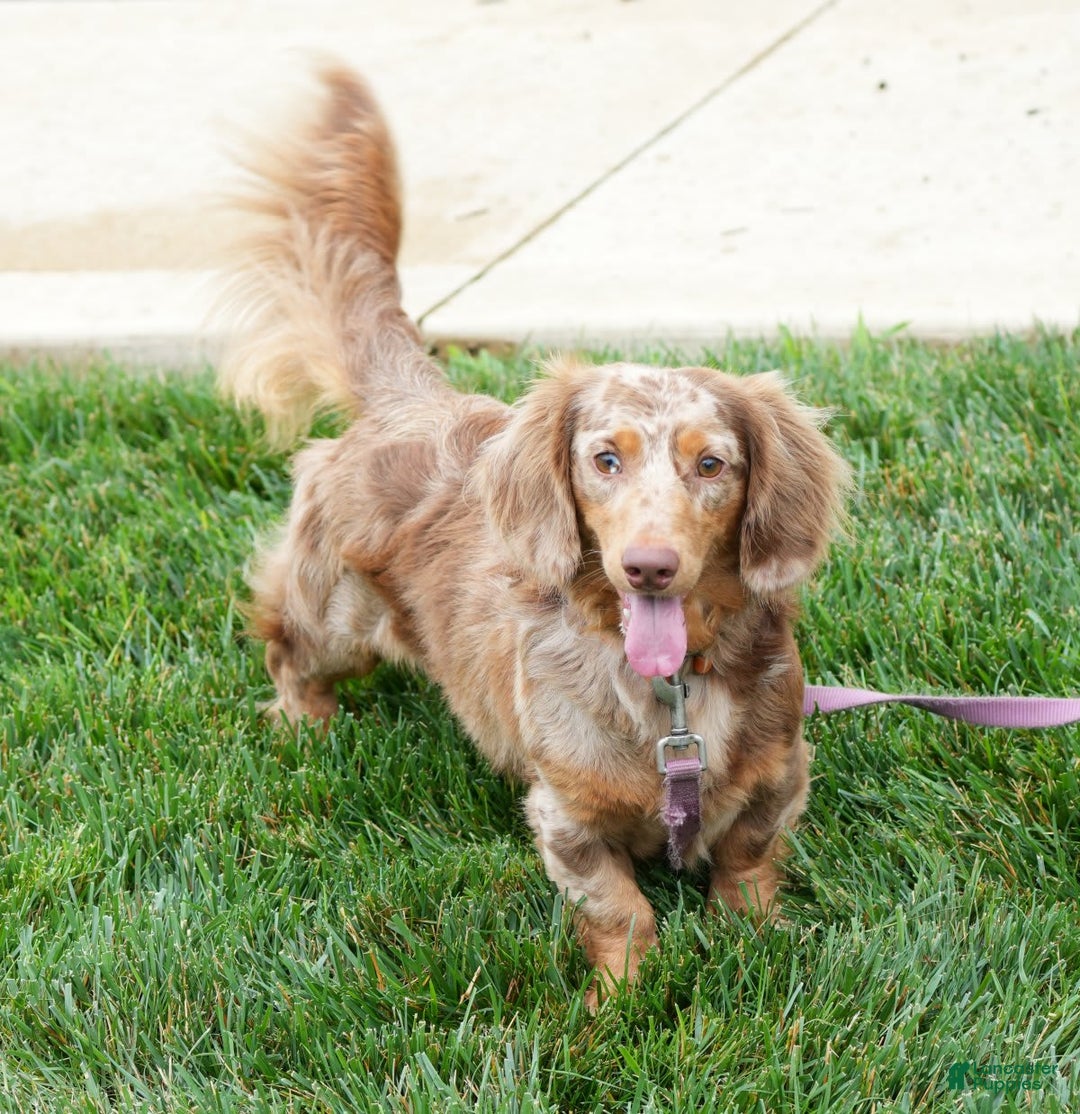 Miniature Dachshund dogs for sale: Spot - Image 5