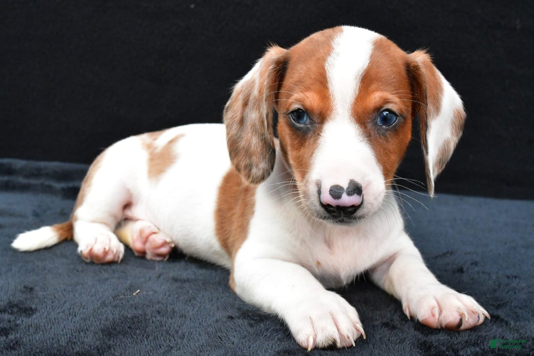 Miniature Dachshund dogs for sale: Jerry - Image 6