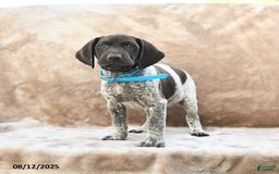 German Shorthaired Pointer dogs for sale: Seattle - Image 3