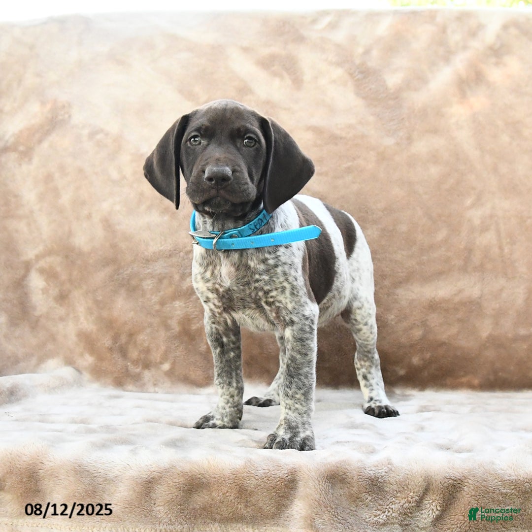 German Shorthaired Pointer dogs for sale: Seattle - Image 3