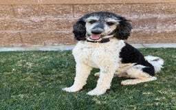 Bernedoodle dogs for sale: Cruz - Image 7