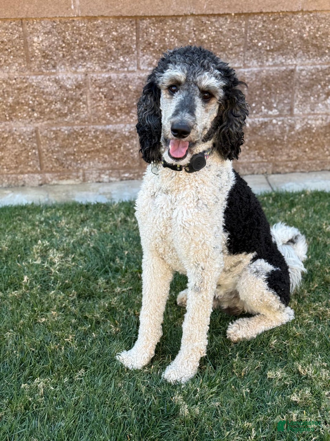 Bernedoodle dogs for sale: Cruz - Image 7