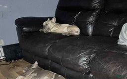 French Bulldog dogs for sale: Sosa - Image 2