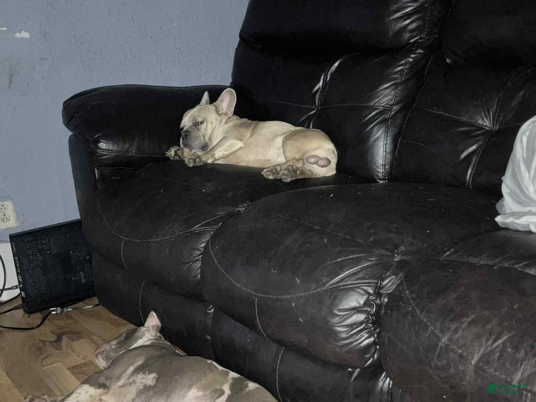 French Bulldog dogs for sale: Sosa - Image 2