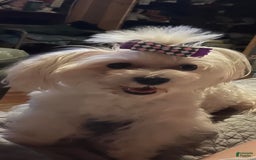 Maltese dogs for sale: Tutie - Image 20