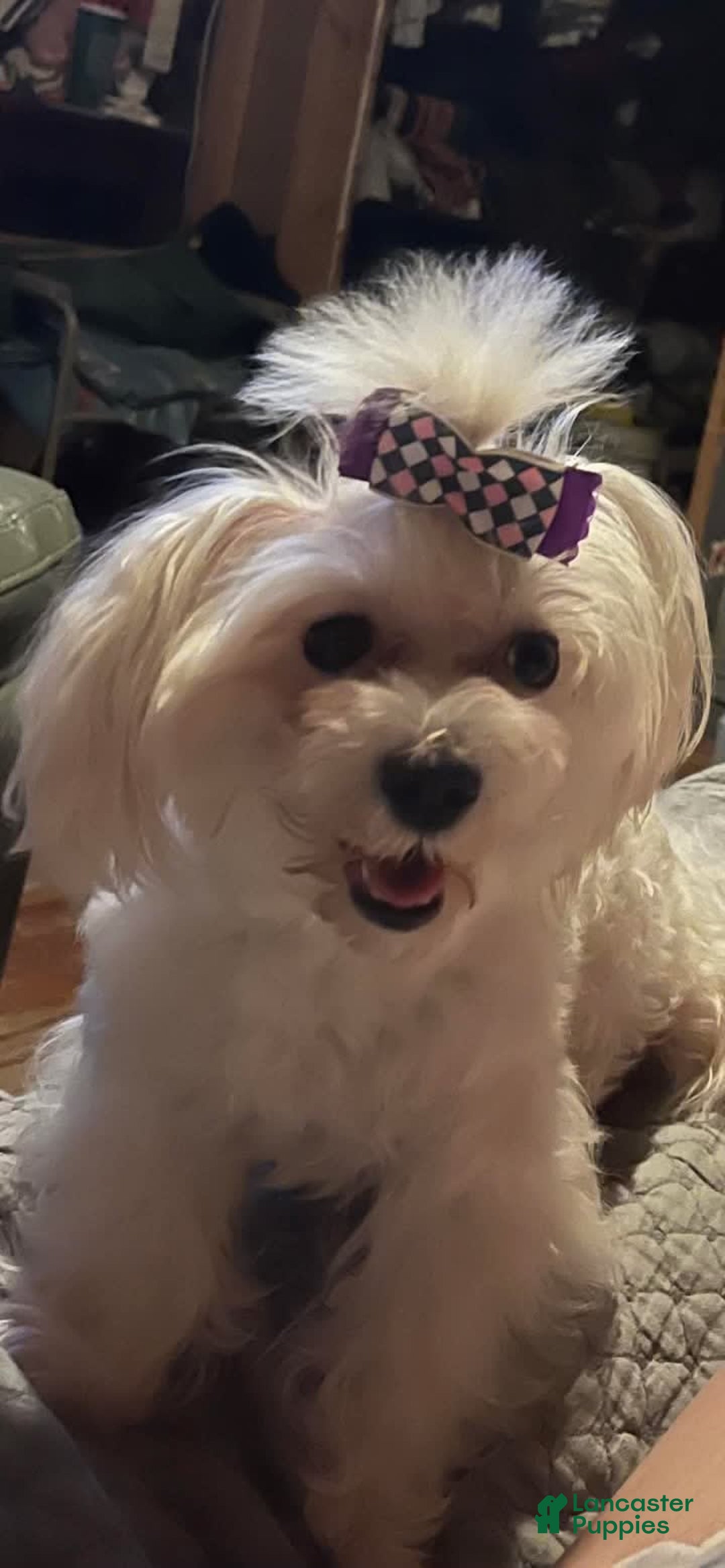 Maltese dogs for sale: Tutie - Image 20