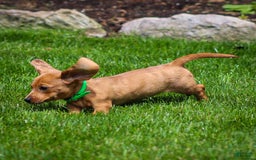 Miniature Dachshund dogs for sale: Celebrity - Image 9