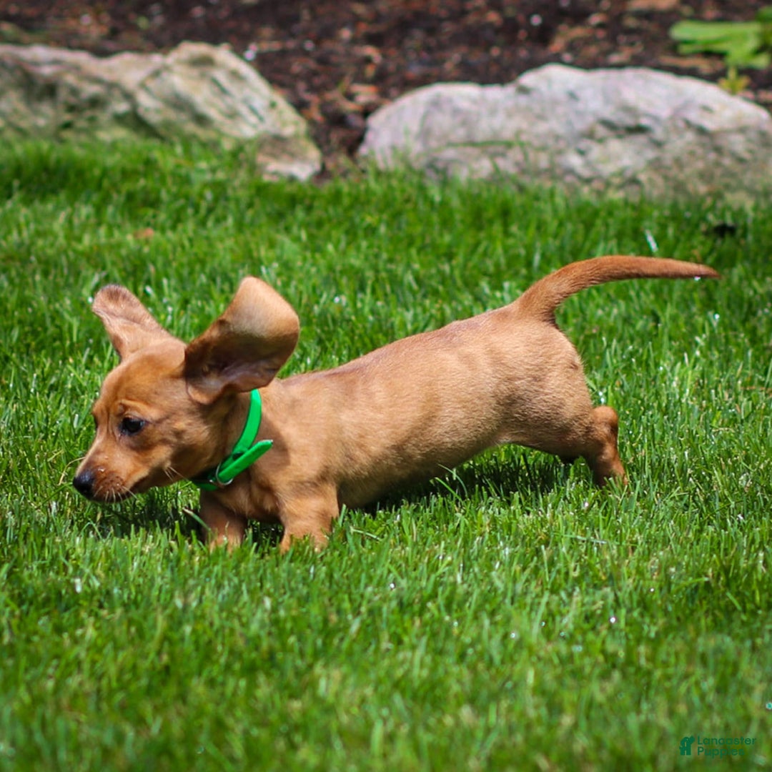 Miniature Dachshund dogs for sale: Celebrity - Image 9