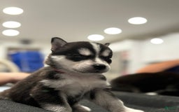 Siberian Husky dogs for sale: Red - Image 1