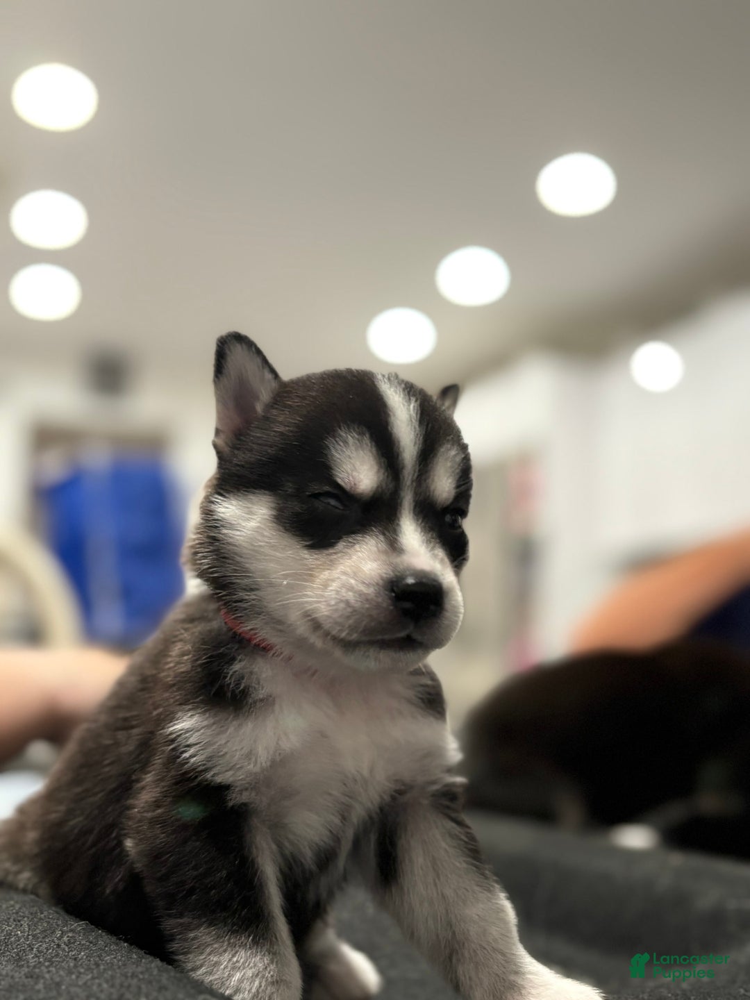 Siberian Husky dogs for sale: Red - Image 1