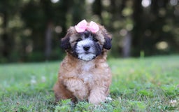 Shihpoo dogs for sale: Amelia - Image 9