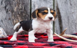 Beagle dogs for sale: Kit Kat - Image 3