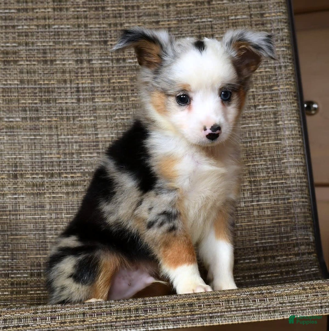  dogs for sale: Maverick - Image 6