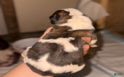 Saint Bernard dogs for sale: Reed - Image 2
