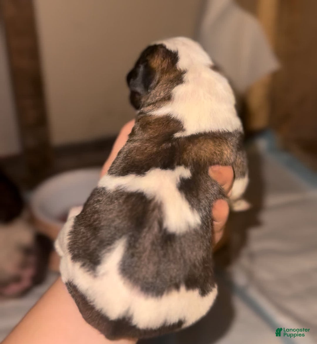 Saint Bernard dogs for sale: Reed - Image 2