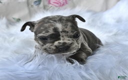 Frenchton dogs for sale: Parker - Image 14