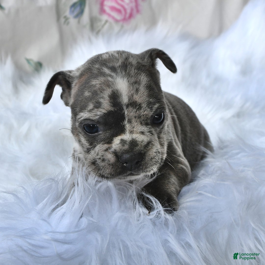 Frenchton dogs for sale: Parker - Image 14