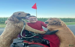 Goldendoodle dogs for sale: Bennie - Image 2