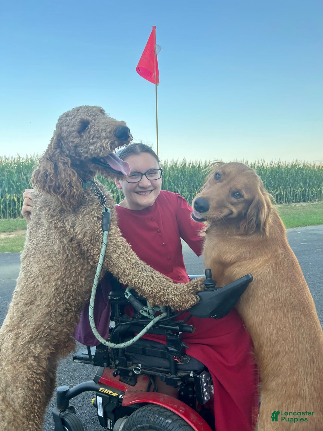 Goldendoodle dogs for sale: Bennie - Image 2