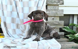 German Shorthaired Pointer dogs for sale: Liberty - Image 2