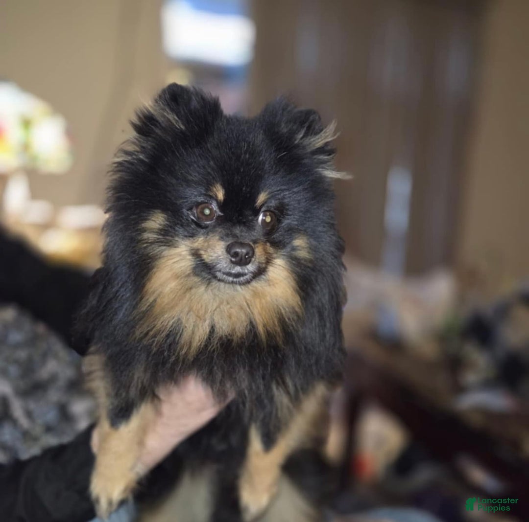 Pomeranian dogs for sale: Yogi - Image 6