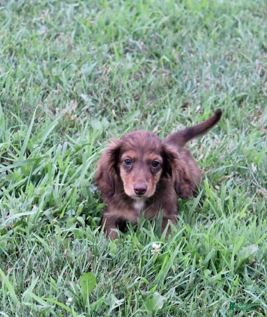 Miniature Dachshund dogs for sale: Dexter - Image 7