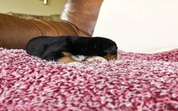 Greater Swiss Mountain Dog dogs for sale: Gemma - Image 10