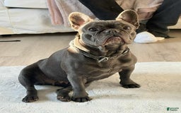 French Bulldog dogs for sale: Mia - Image 8