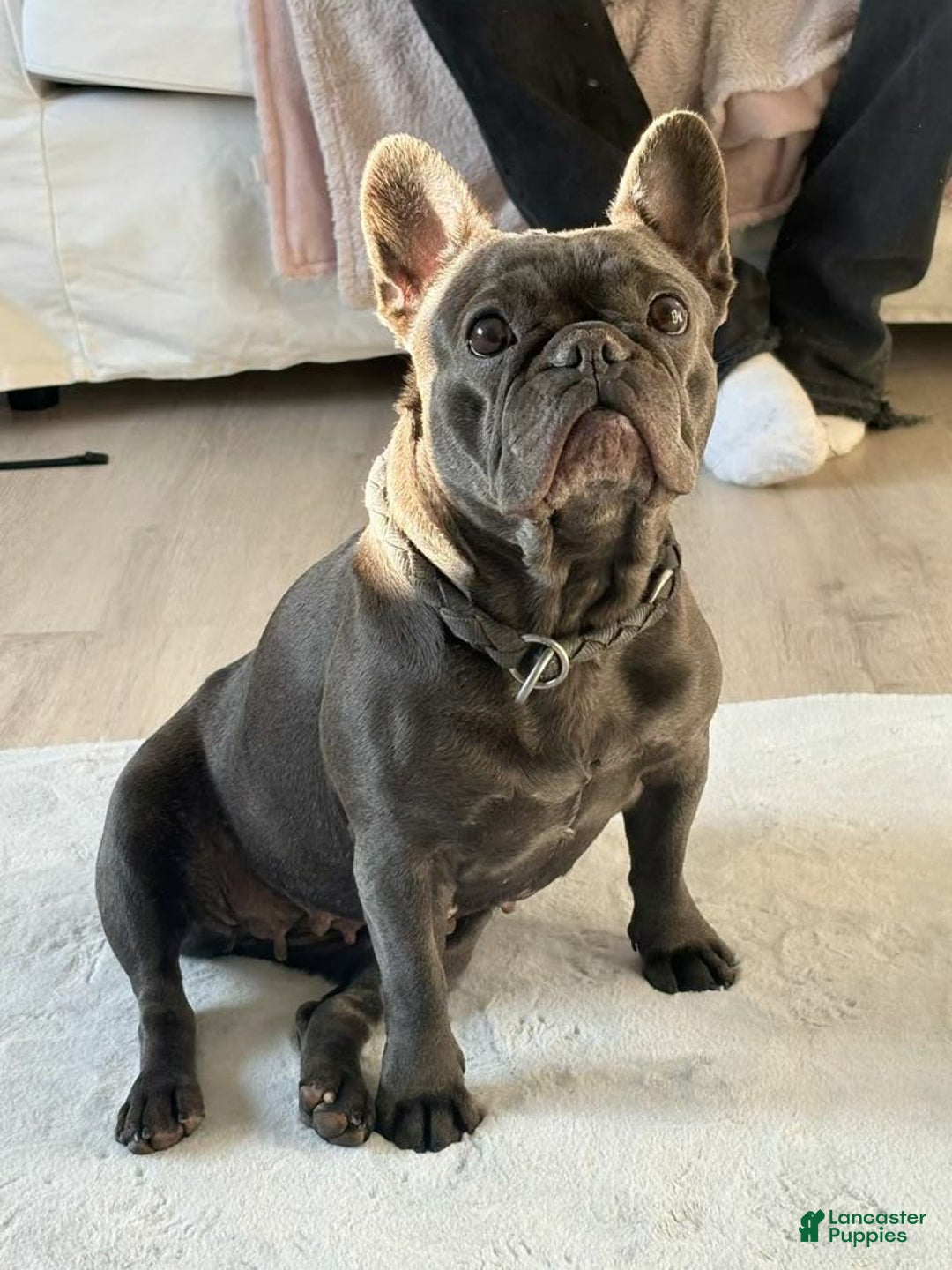 French Bulldog dogs for sale: Mia - Image 8