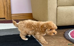 Maltipoo dogs for sale: Tanner - Image 8