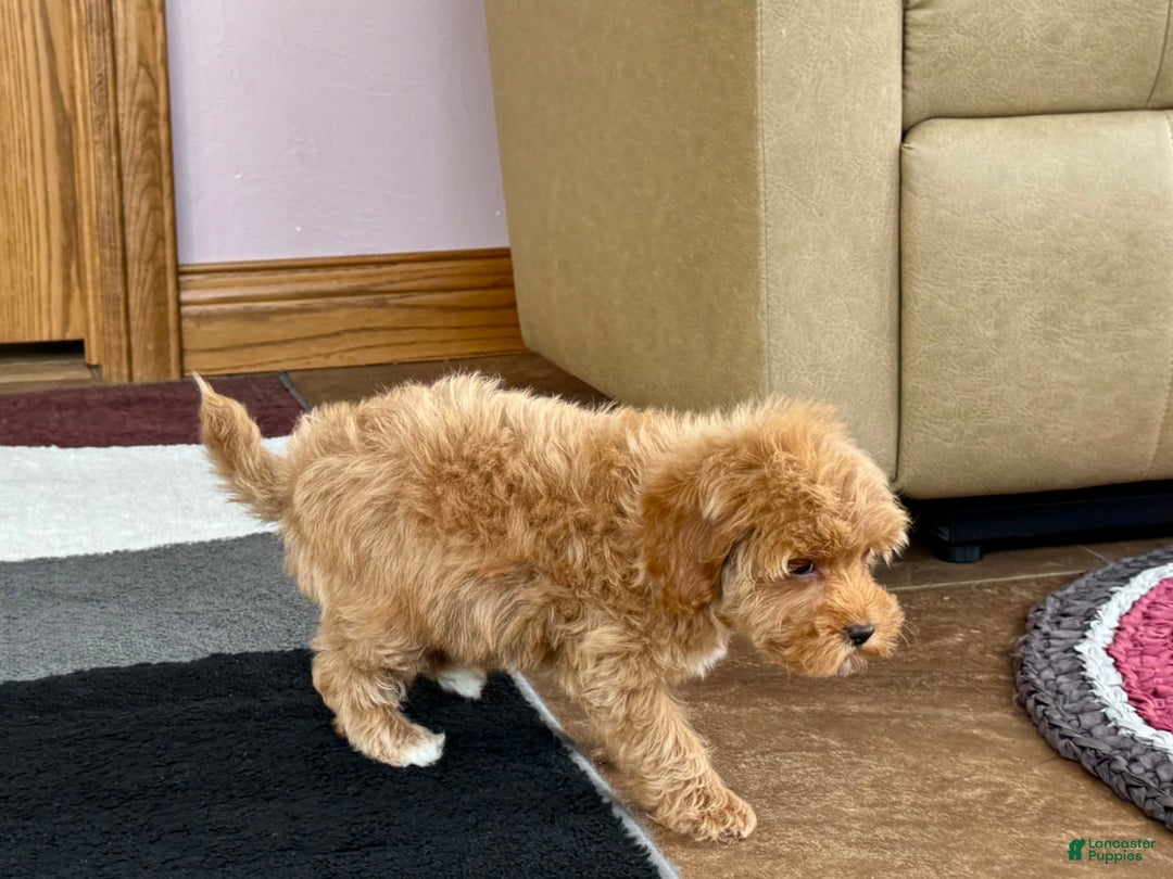 Maltipoo dogs for sale: Tanner - Image 8