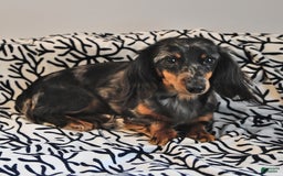 Miniature Dachshund dogs for sale: Kyle - Image 7