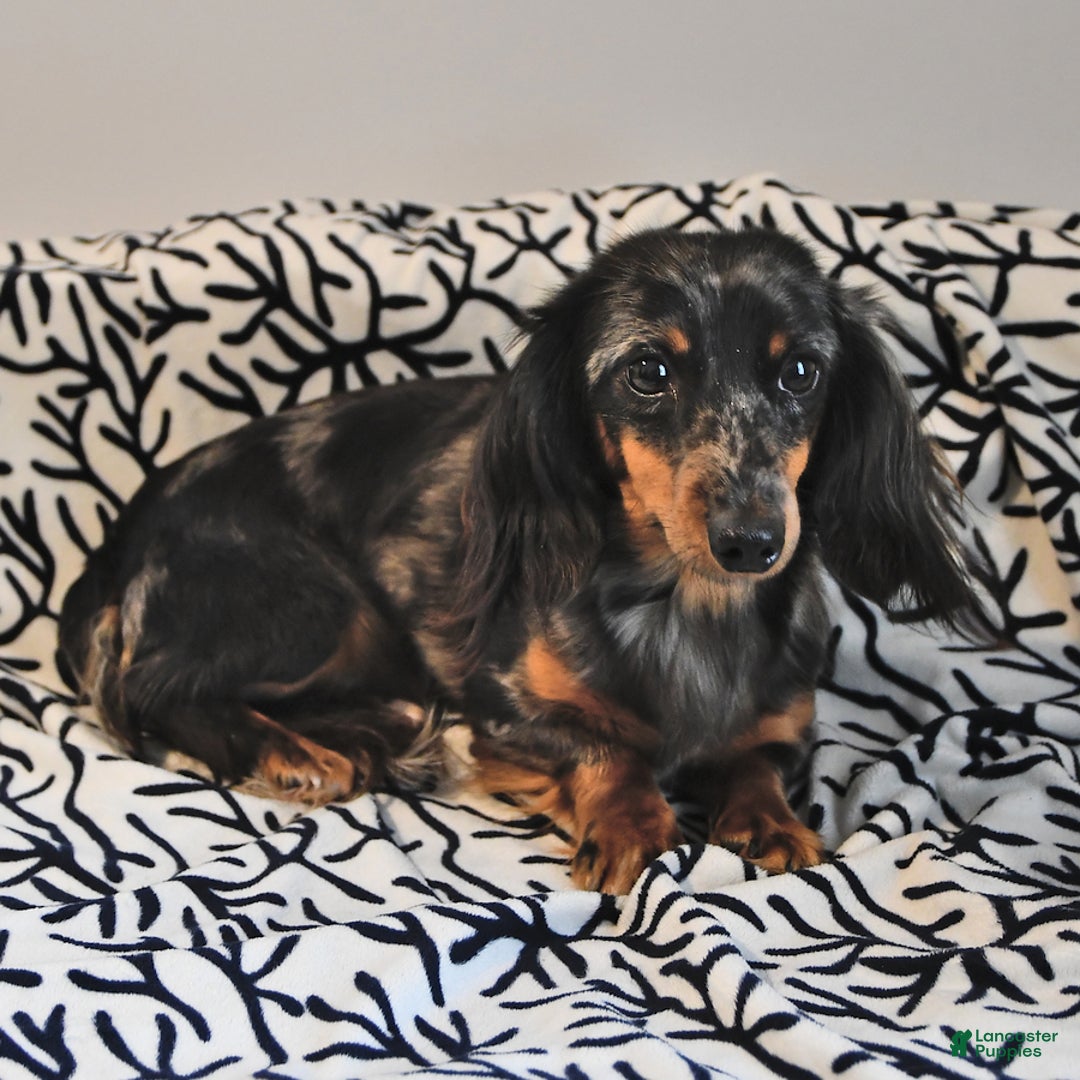 Miniature Dachshund dogs for sale: Kyle - Image 7