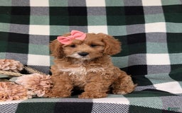 Cockapoo dogs for sale: Elsie - Image 3